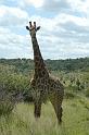 44_Giraffe